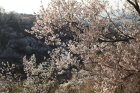 百花繚乱の桃源郷　『花見山公園』