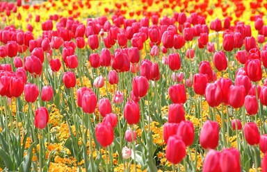 県営吉田公園