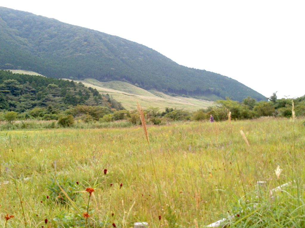 箱根湿生花園